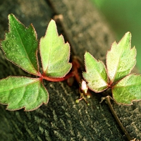 Spring-Green