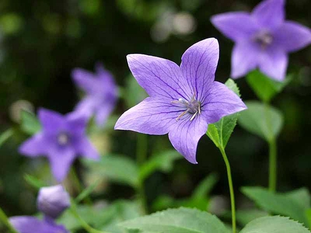 Balloon-Flowers - flowers, picture, cool, balloon