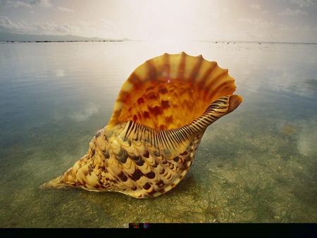 Seashell - wildlife, animal, cool, picture, seashell, marine