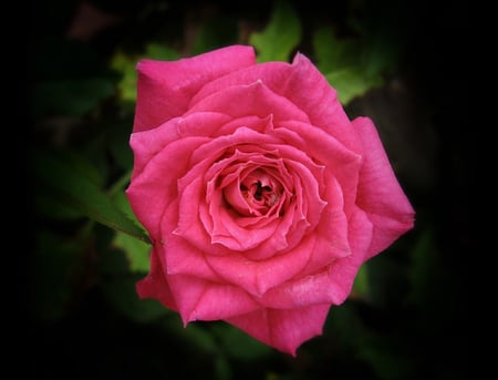 Pink Rose - nature, flowers, roses, pink