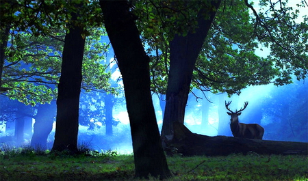 Forest stag - forest, antlers, evening, light, trees, deer, mist, male