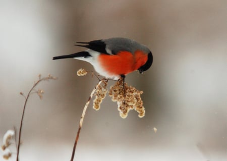 Beautiful-Colours - bird, small, colors, animal