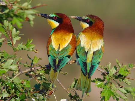 Lovers - twin, lovers, animals, colors, birds