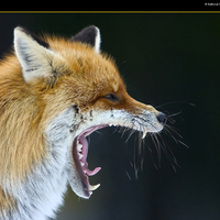 Yawning-fox