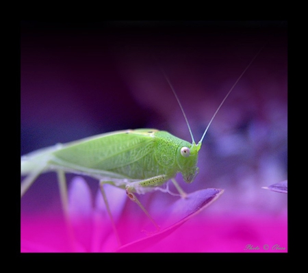 Grasshopper - animal, colors, insect, grasshopper