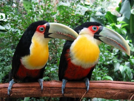 Brazils-Colours - lovers, animals, colors, toucans, birds