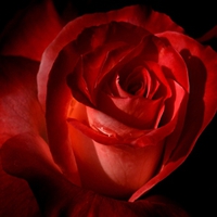 Lovely rose