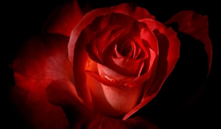 Lovely rose - beauty, water drop, lovely rose, rose, wonderful, nature, gorgeous, sweet rose, red, sweet, beautiful flower, red rose, flower