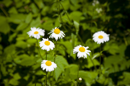 camomiles - flowers, camomiles, camomile, photo