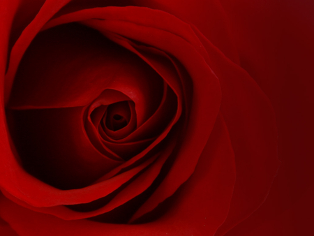 Rose - upclose, love, nature, petals, romance, rose