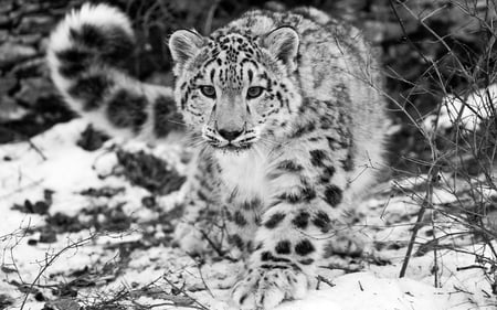 The Snow Leopard - leopard, winter, beautiful, snow, beauty, hunt, white, animal, jungle, forset, cold, cats, blak, mountains