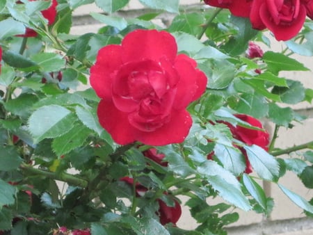 Rose - red, mc, rose, flowers, nature