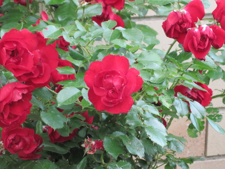 Roses - nature, mc, roses, red, photography, flowers