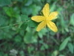 Yellow flower