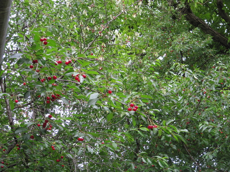 Cherries - mc, cherry, fruits, photography