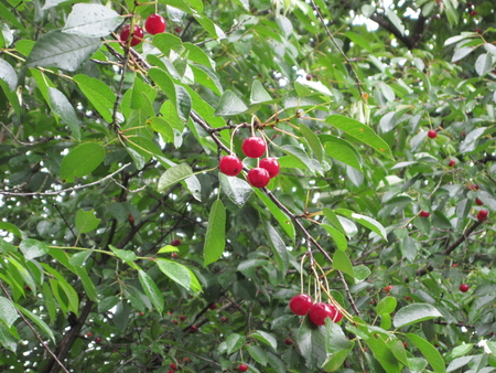 Cherries - nature, cherry, photography, mc, fruits