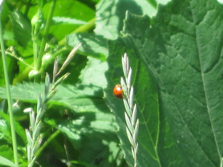 Ladybug - nature, ladybug, photography, bugs, mc, grass