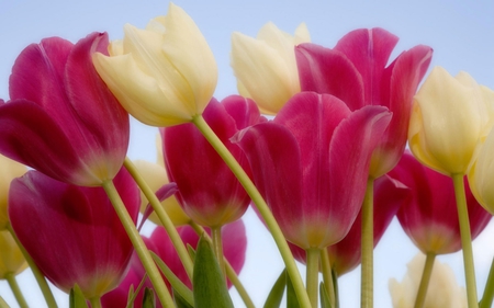 The Heart of My Sweet Luiza - beauty, tulips, white, nature, purple, pink, beautiful, flowers, garden