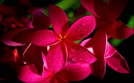 Beauty for DN Special One - flower, pink, beauty, beautiful, flowers, garden, lovely, nature, green