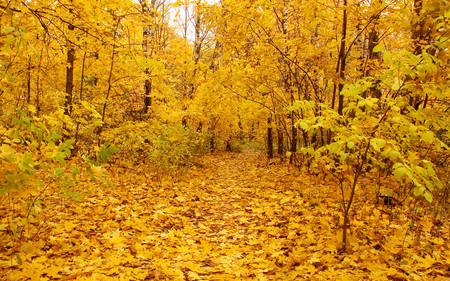 Yellow Forest - nature, autumn, yellow, forest, leaf