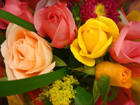 For your Dreams - beauty, roses, rose, nature, yellow, pink, beautiful, flowers, flower