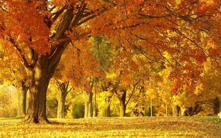 Golden Colors - trunk, yellow, landscape, orange, leaves, tree, nature, autumn, field, limbs