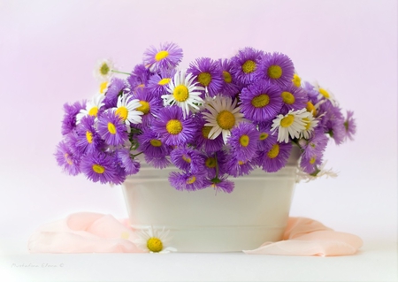 still life - beauty, nice, photography, bouquet, still life, white, purple, cool, pretty, gently, daisies, harmony, scarf, lovely, vase, beautiful, flowers, photo, elegantly, flower