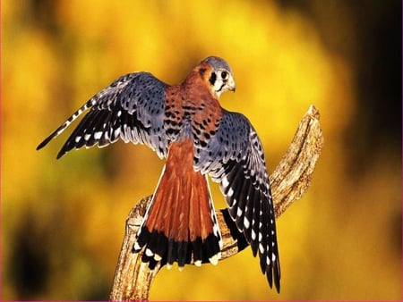 Bird of prey - bird, killer, graceful, beautiful