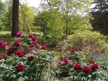 garden - nature, peonies, red, flowers, garden