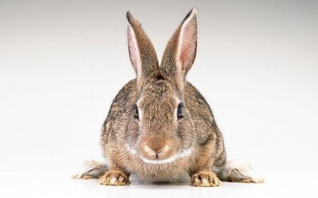 Bunny Rabbit - fur, nose, rabbit, brown, eyes, bunny, animals