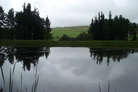 Quiet Lake - quiet, lake, trees, meadow