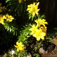 Canada Lilium