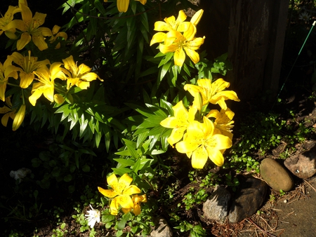 Canada Lilium - lilium, canada, lily