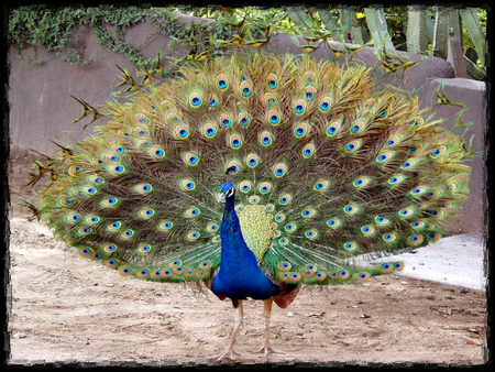 Proud Peacock F2 - wildlife, animal, bird, proud, peacock, photo, avian, photography