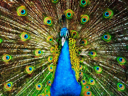 Proud Peacock Closer F1 - bird, proud, animal, avian, peacock, photography, photo, wildlife