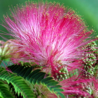 New Mimosa Bloom