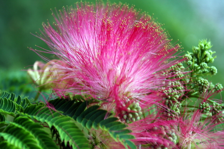 New Mimosa Bloom - pink bloom, feather-like flower, mimosa flower, flower