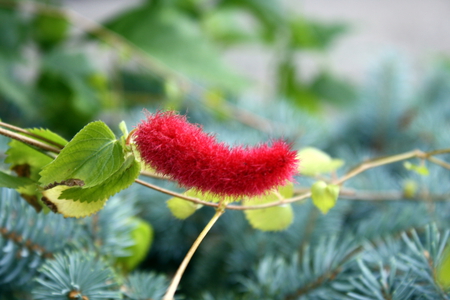 Chenille bloom - chenille bloom, fuzzy flower, red flower, caterpillar flower