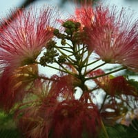 Red Mimosa Flower