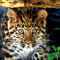 Amur Leopard Baby