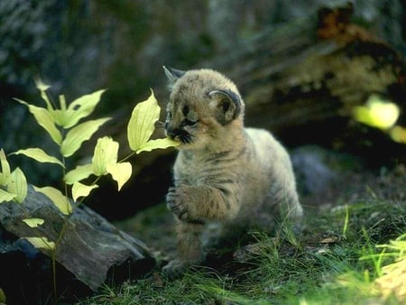 Cougar Baby - animal, cute, cats, baby, cougar, sweet, cat, animals