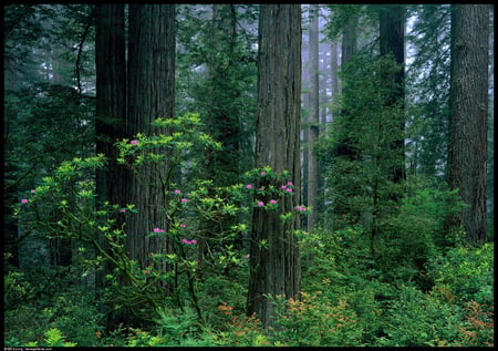 Deep In The Forest - flowers, forest, redwoods, trees