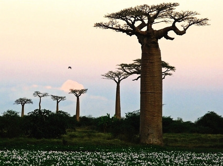 Baobab trees - beautiful, africa, baobab, trees, sunset