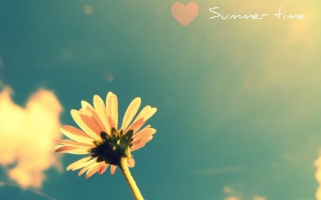 Summer flower - sky, sunlight, bloom, heart, summer, lovely, clouds, petals, flower