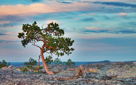 Blue Cloudy Sky - nature, sky, cloudy, blue, beautiful, tree, deserts, rocks