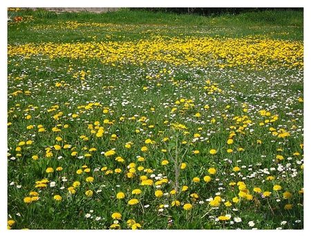 summer meadow - nature, yellow, dandelion, summer, meadow