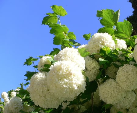 viburnum - blue, balls, snow, flowers, bush, white, nature, viburnum, sky