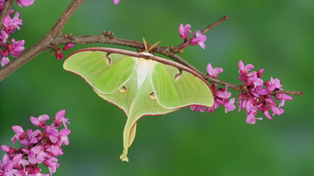 BUTTERFLY - big, green, lila, butterfly