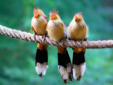 Guira cuckoo - long tails, branch, orange, green, guira cuckoo, black, beige, birds