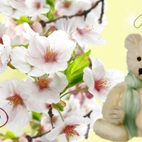 Teddys Blossoms